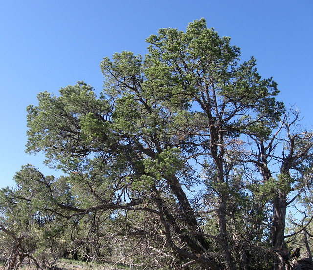 Pinyon Pines Ca Weather at Ernest Reed blog