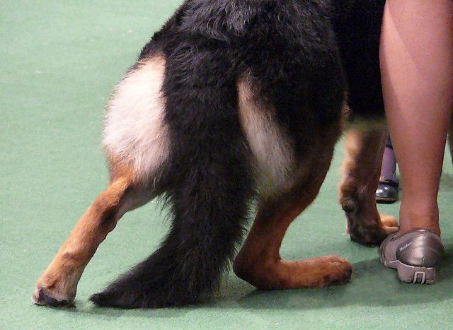 German Shepherd Hind Legs Flickr Photo Sharing!