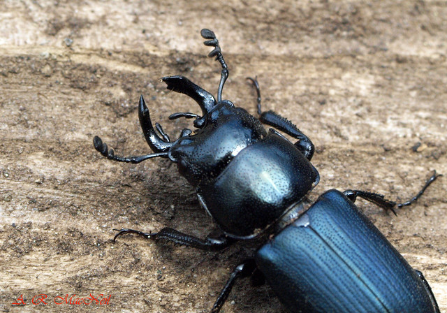 Stag Beetle 1 Vancouver, British Columbia Flickr Photo Sharing!