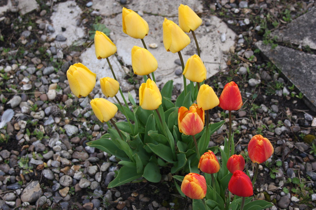 5 Flowers to sow in May for summer Prettygreentea