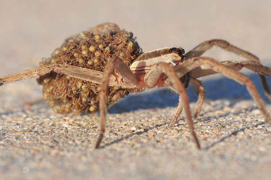 Elevation of Wichita, KS, USA Topographic Map Altitude Map