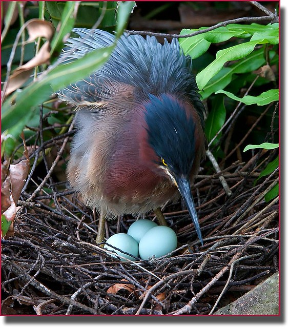 BIRDS GUARDING THEIR EGGS a gallery on Flickr