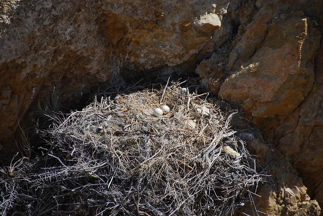 Golden Eagle eggs Flickr Photo Sharing!