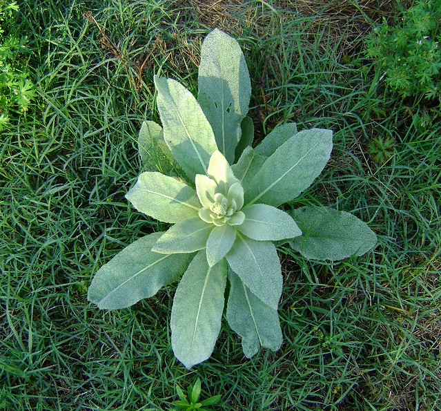 Rabbit Tobacco, Rockford NC, Surry County a photo on Flickriver