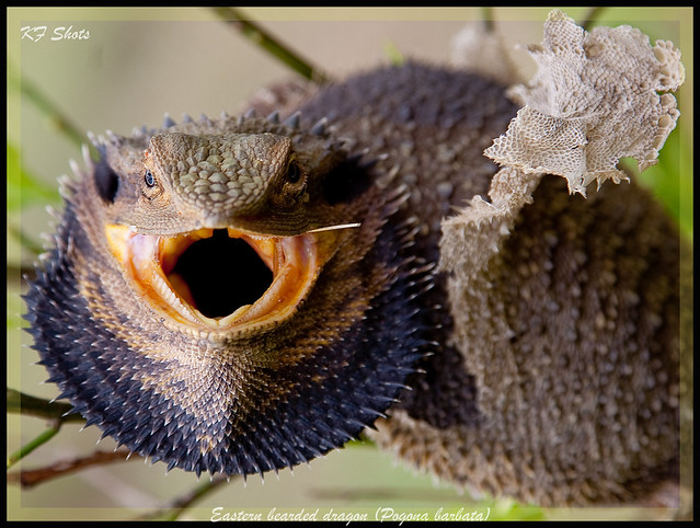 Eastern bearded dragon (Pogona barbata) Flickr Photo Sharing!