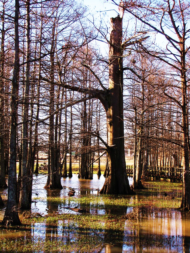 Elevation of S Railroad St, Tillar, AR, USA Topographic Map