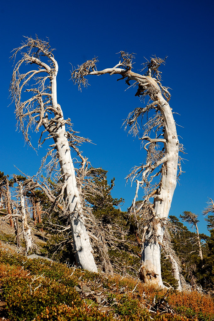 Elevation of Pinon Hills, CA, USA Topographic Map Altitude Map