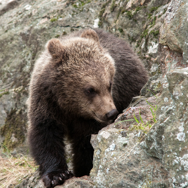Baby brown bear Flickr Photo Sharing!