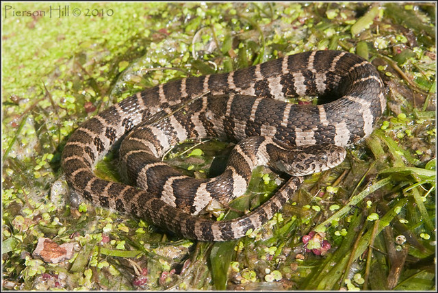 Northern Watersnake (Nerodia sipedon sipedon) Flickr Photo Sharing!