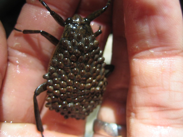 giant water bug (toe biter) with eggs on back, Harding Canyon, Santa