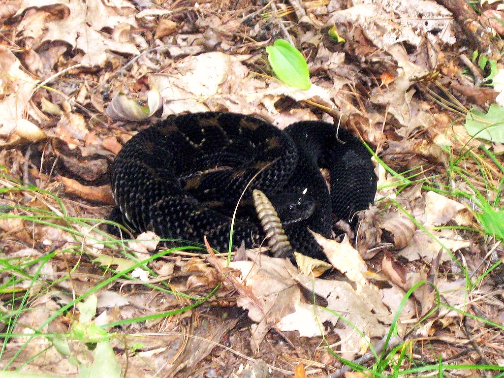 Eastern Timber Rattlesnake a photo on Flickriver