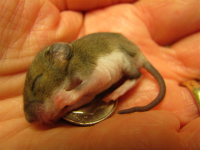 Baby Mouse Rehabber Flickr Photo Sharing!
