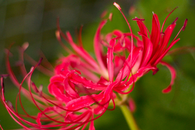 Flowers That Mean Death Beautiful Flower Arrangements and Flower Gardens