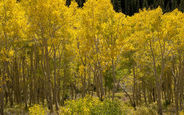 Golden Quaking Aspen Grove Flickr Photo Sharing!