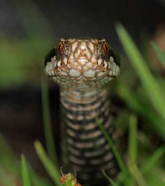 Crossed Viper (Vipera berus) Flickr Photo Sharing!