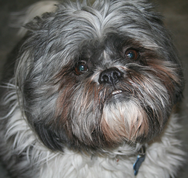 The World's Largest Shih Tzu Stanley's Adventures an album on Flickr