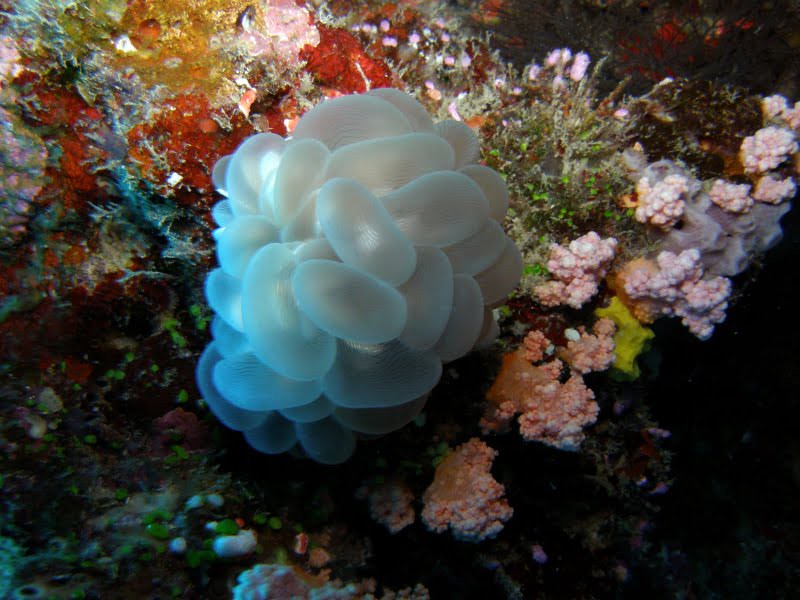 White fish eggs placed in a coral reef in Fiji by Pau Mañosaunderwater