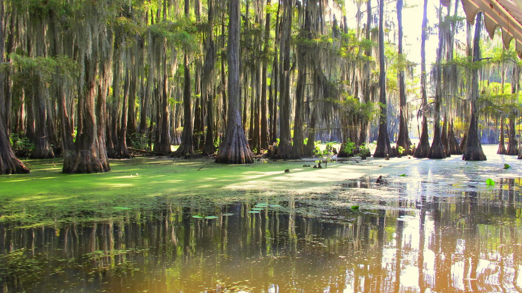 Caddo Lake, Uncertain, Texas a photo on Flickriver