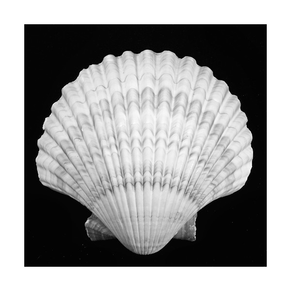 Scallop Shell Flickr Photo Sharing!
