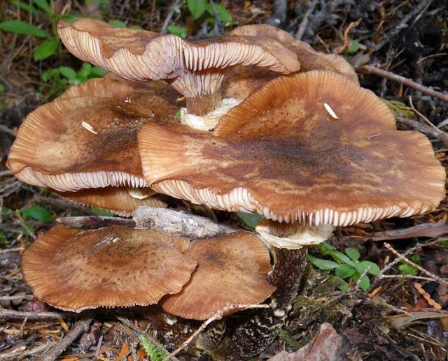 Large brown mushrooms Flickr Photo Sharing!