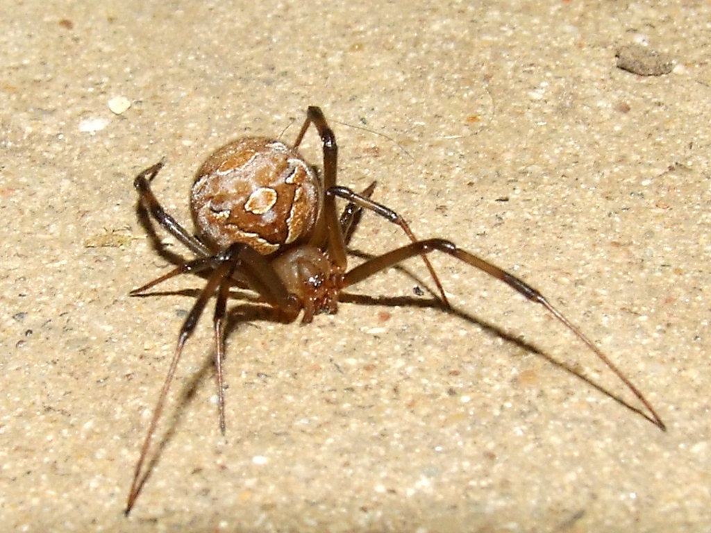 Theridiidae>Latrodectus geometricus? Female Brown widow spider Female