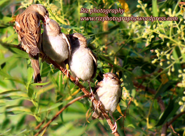 Mother Bird Feeding Baby birds Flickr Photo Sharing!