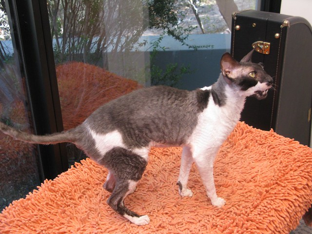 Kitty cats in my life Loving Cornish Rex kittens Offer United States