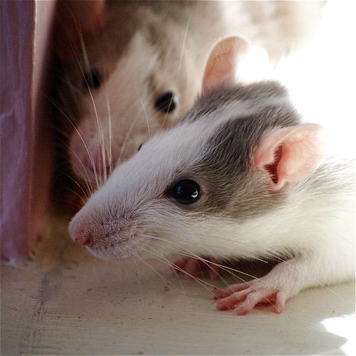 Newest Rats Olive and Fig. Olive is a dumbo. Oh dear, now … Flickr