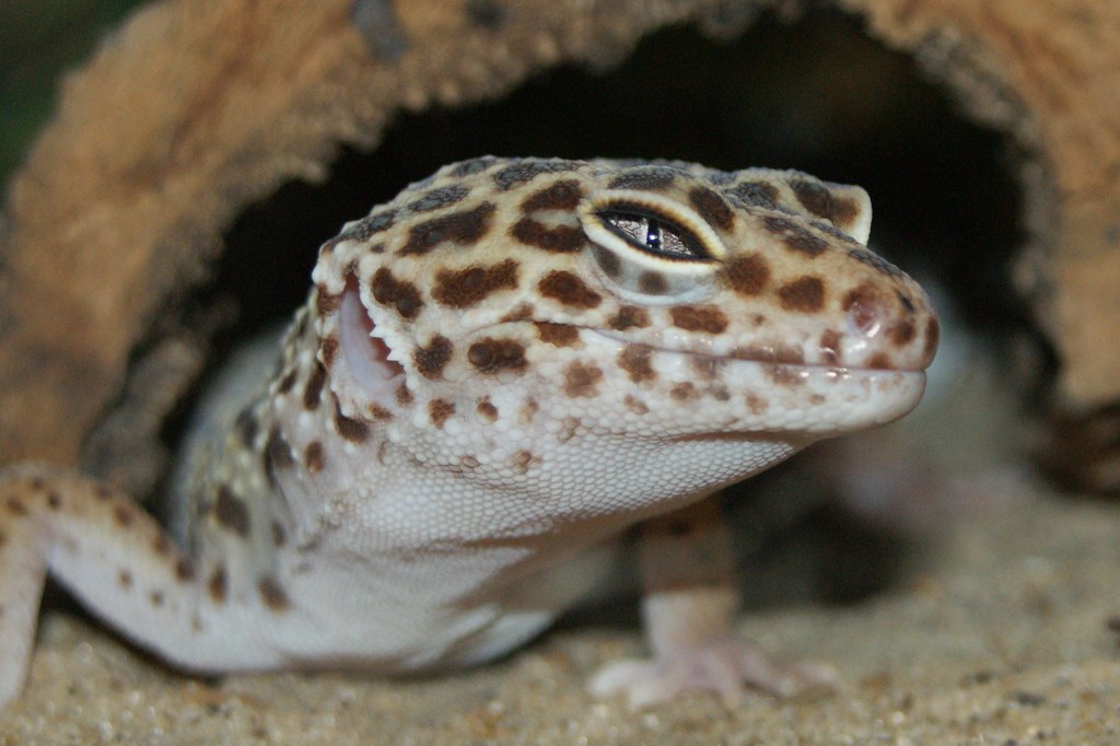 Leopard Gecko (Eublepharis Macularius), Amazonia, Great Ya