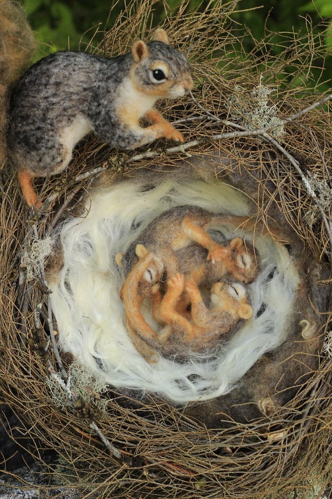 Mother Fox Squirrel "Violet" and babies in Nest Needle fel… Flickr