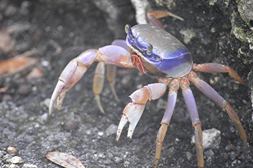 After a week of rain, blue and orange Land Crabs are scram… Flickr