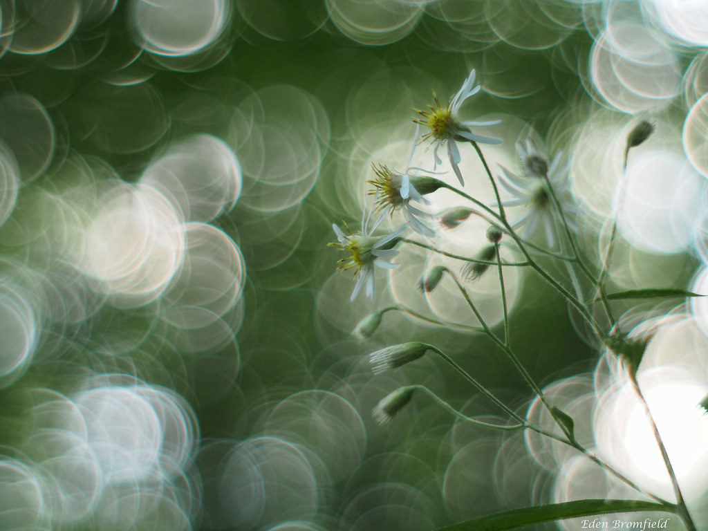 Bouquet and Bubble Bokeh Perhaps the bokeh is a little