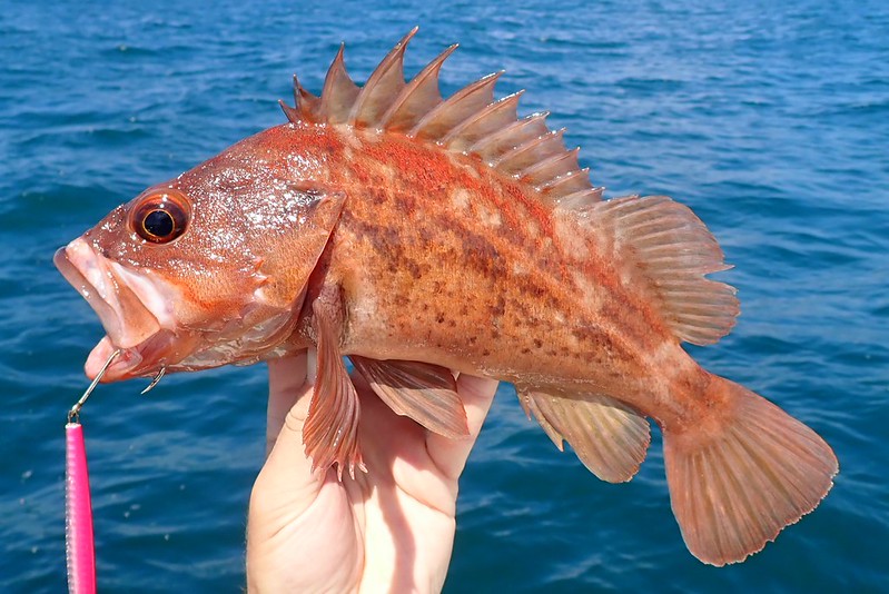 southern California microfishing (and nonmicro fishing) Page 2