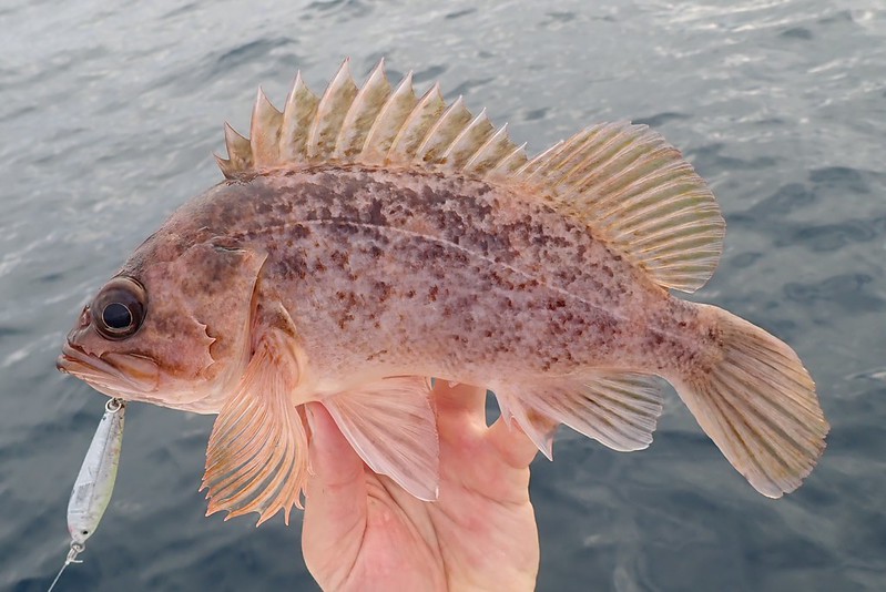Different depth, different rockfish