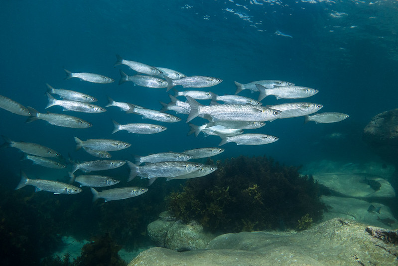 ボラ釣りの3種類の釣り方と仕掛けを解説！おすすめの仕掛けも紹介 Fish Master [フィッシュ・マスター]