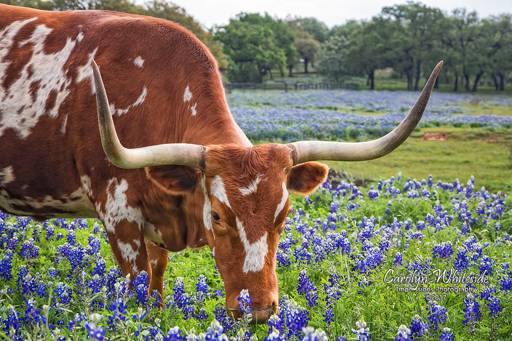 Longhorn Horse Domestic Animals Photographic Prints by Carolyn