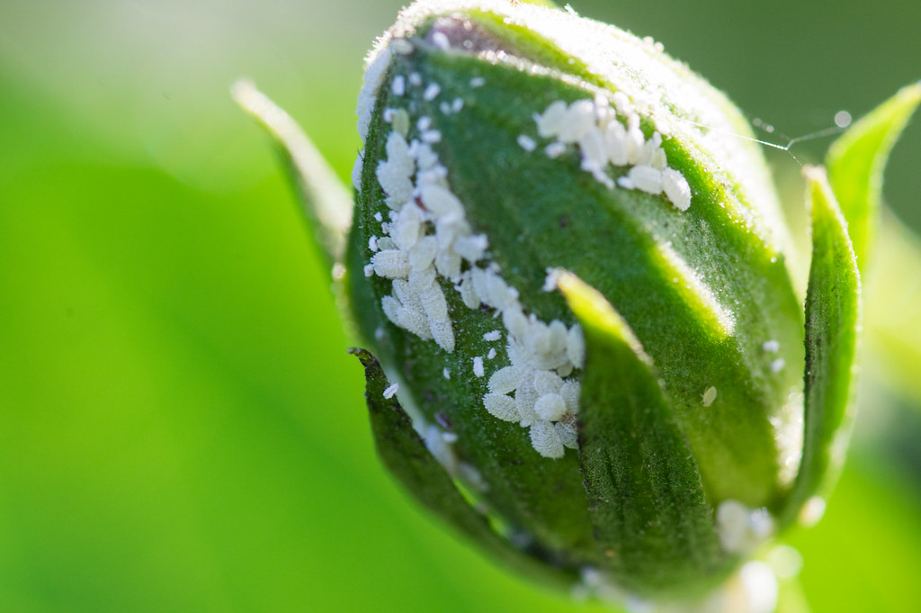 Mealybugs DIY Home Improvement Forum