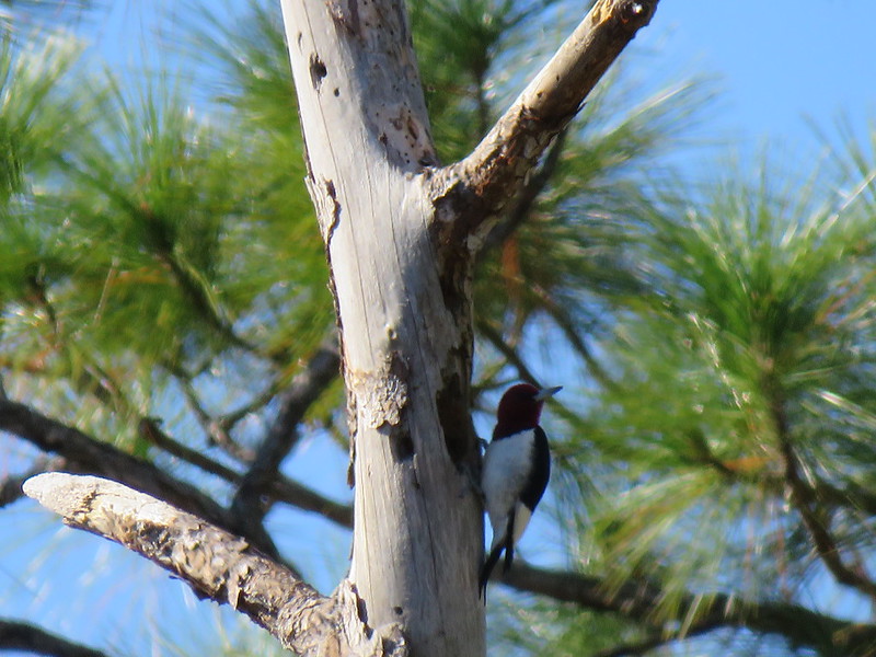 Photo Diary Osceola National Forest, FL