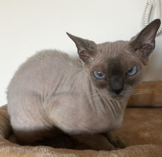 Devon Rex Cat Pictures and Information