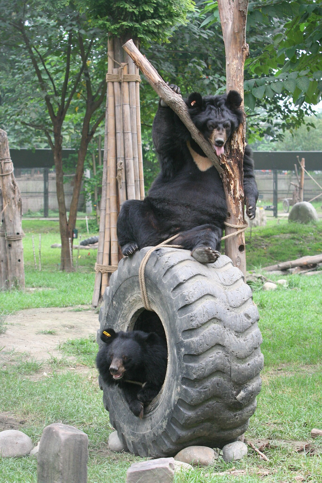 How a brave disabled bear called Freedom overcame the