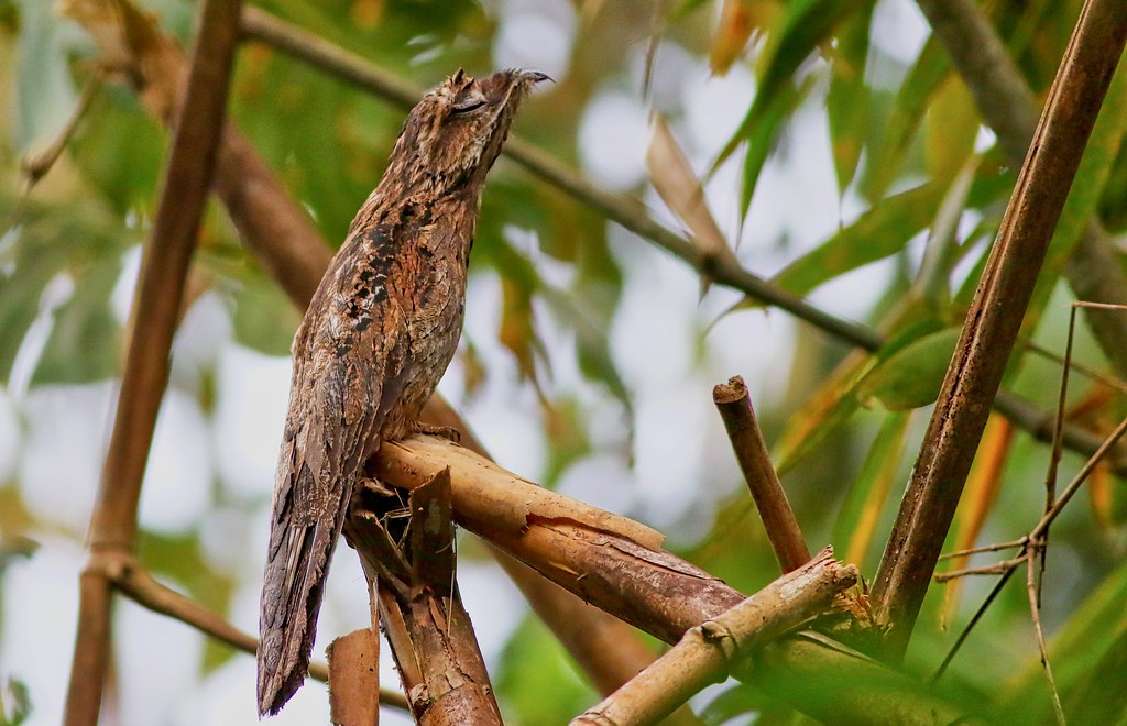 Urutau der Gespenstervogel » BrasilienPortal