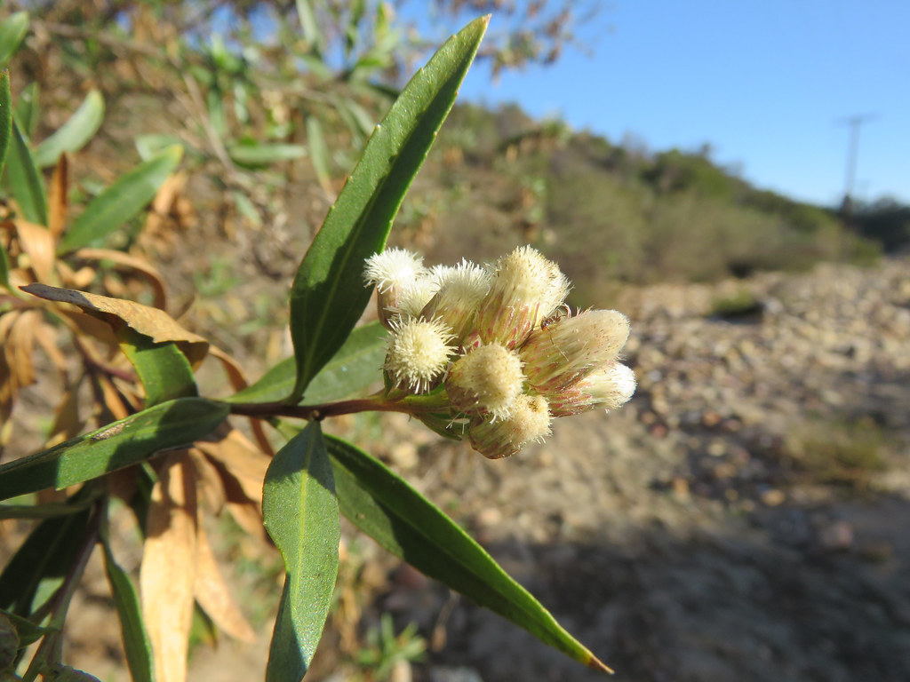 Mule Fat/ Seep Willow (Baccharis salicifolia, Asteraceae ) a photo on