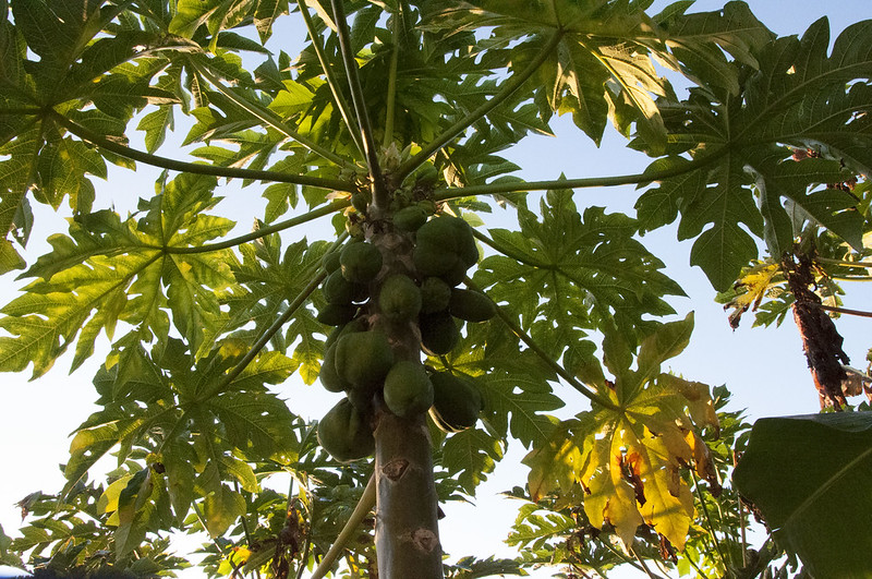 GMO Papaya/Solo Papayas in Florida