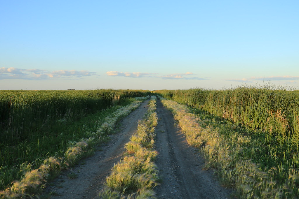 Lake Alice National Wildlife Refuge, Churchs Ferry, North Dakota USA Flickr