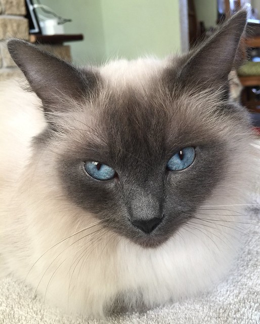 Ragamuffin Cat Pictures and Information