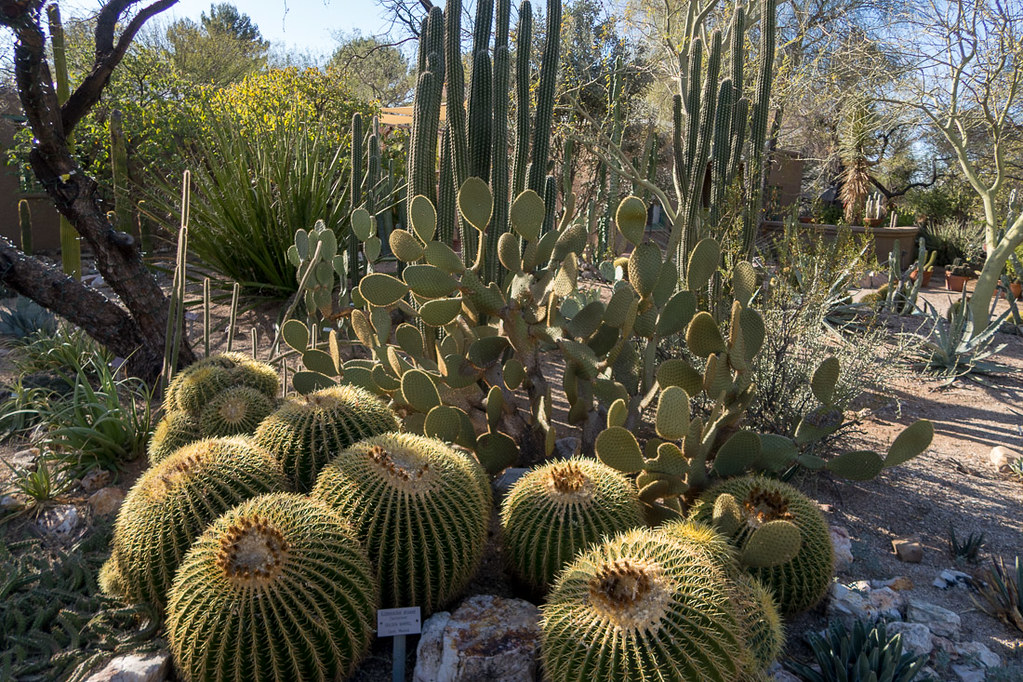 Desert Botanical Garden Tucson Az Tucson Botanical Gardens High