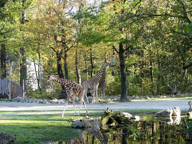 Samstag, 08.12.18 Tierpark Hellabrunn extratourbus