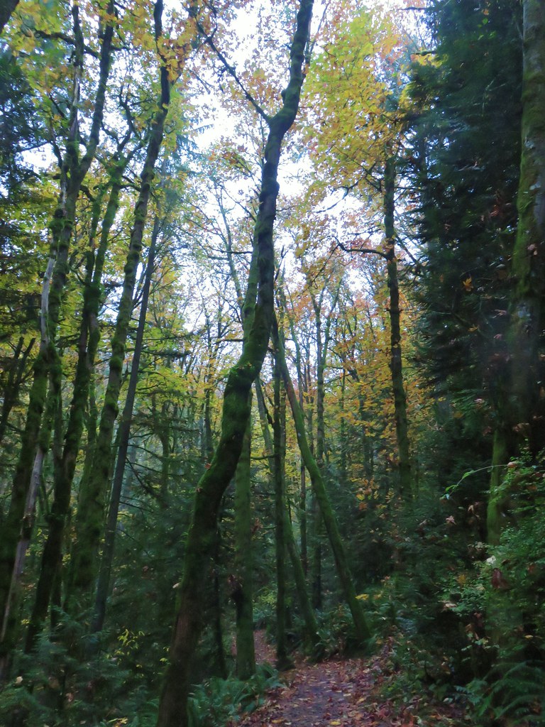 Forest Park Wildwood Trail & Leif Erikson Drive Loop wanderingyuncks