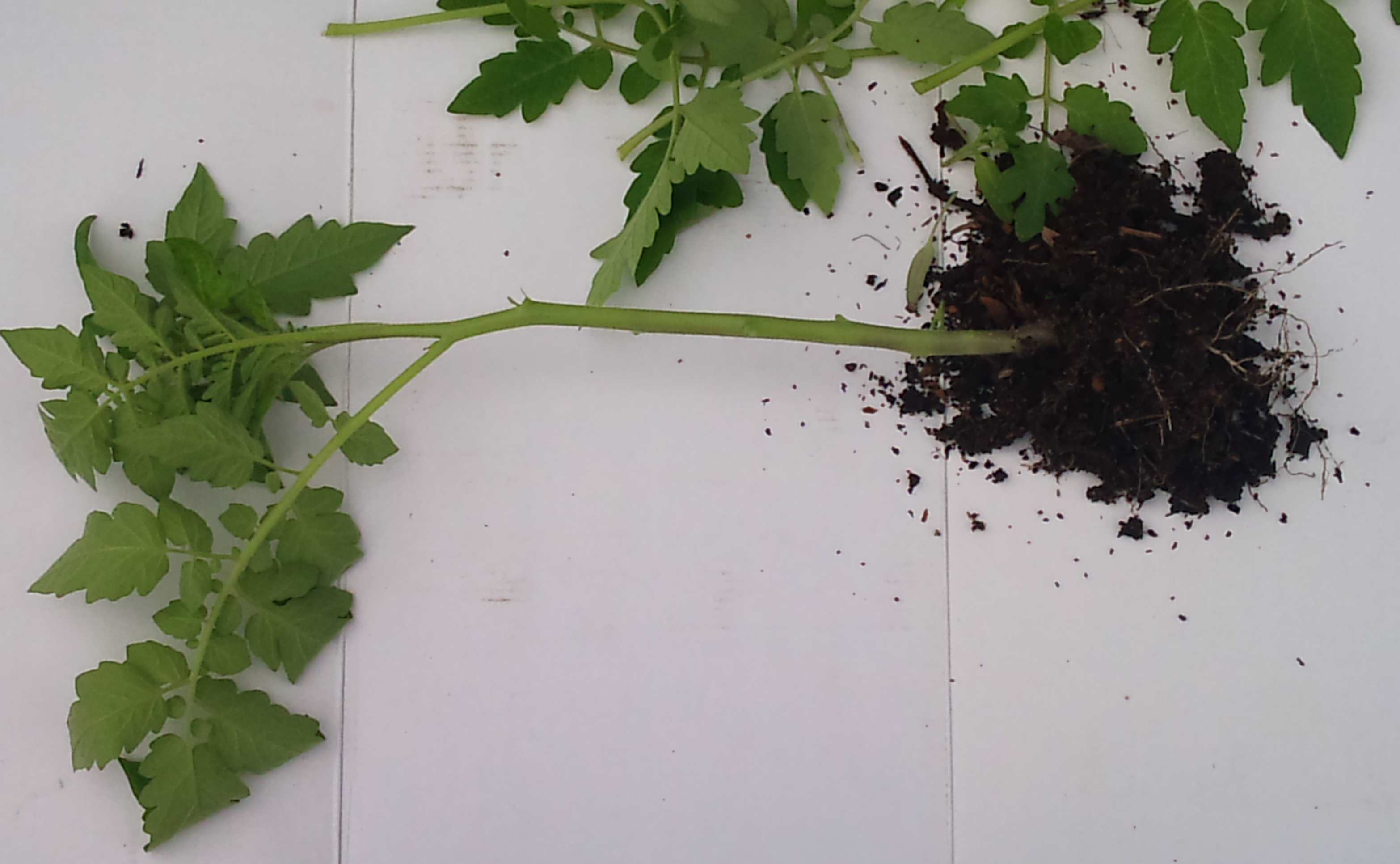 Develop A Big Tomato Root System When Transplanting