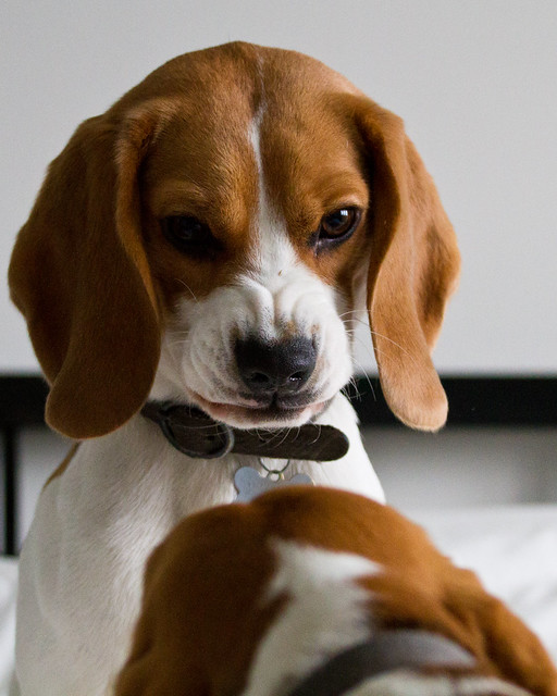WAR!! (Beaglestyle) Pets in forums